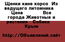 Щенки кане корсо! Из ведущего питомника! › Цена ­ 60 000 - Все города Животные и растения » Собаки   . Крым